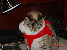 Lily, December 2006