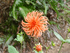 Like flames of fire...