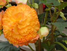 Begonia
