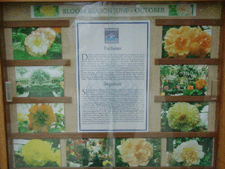 Seasonal Bloom Chart