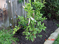 New lime tree.