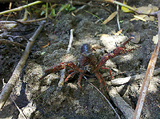 Crawdad