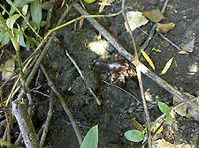 Crawdad