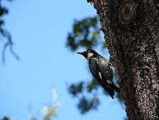 Heidi with Hunter & Ryder
