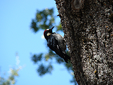 Woodpecker