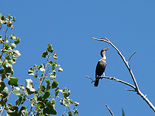 A cool bird way up on top of a tree.