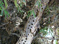 Work of a woodpecker.