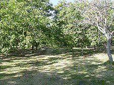 We ended up in a beautiful orchard.