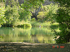 Egret in the distance.