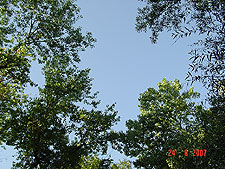 Relaxing view under the trees...