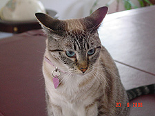 Lily, September 2006
