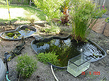 Pond with most of the plants, etc. removed.