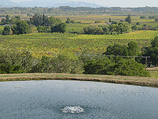 Pond outside Armida Winery.