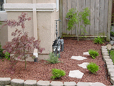 Red and Green Lacyleaf Japanese Maples.