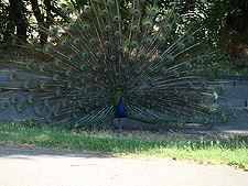 Peakcock