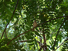 bird in a tree