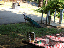 A Peakcock in our campsite.