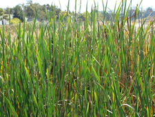 Cattails