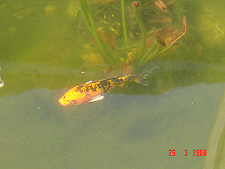 Koi, April 2006
