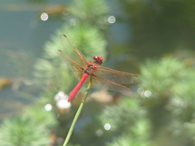 Dragonfly