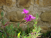 Iceplant