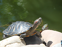 The pair of new turtles!