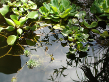 Water lettuce and water Hyacinth.