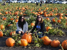 pumpkin patch