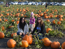 pumpkin patch