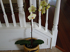 New Orchad at front entry.