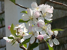 Apple blossoms