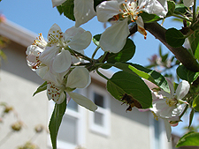 Apple blossoms