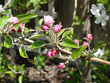 Apple blossoms