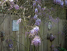 Wisteria starting to bloom