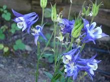 Columbine