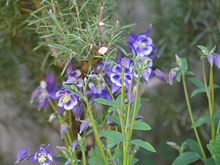 Pretty purple Columbine
