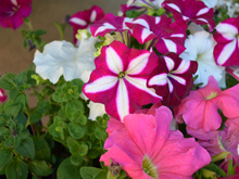 Petunias