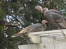 turkeys