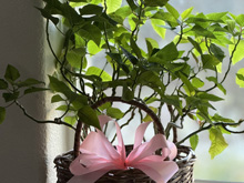 Valentine's Day decorations