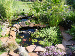Maintaining your pond.