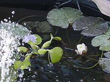 Water Hyacinth in bloom.